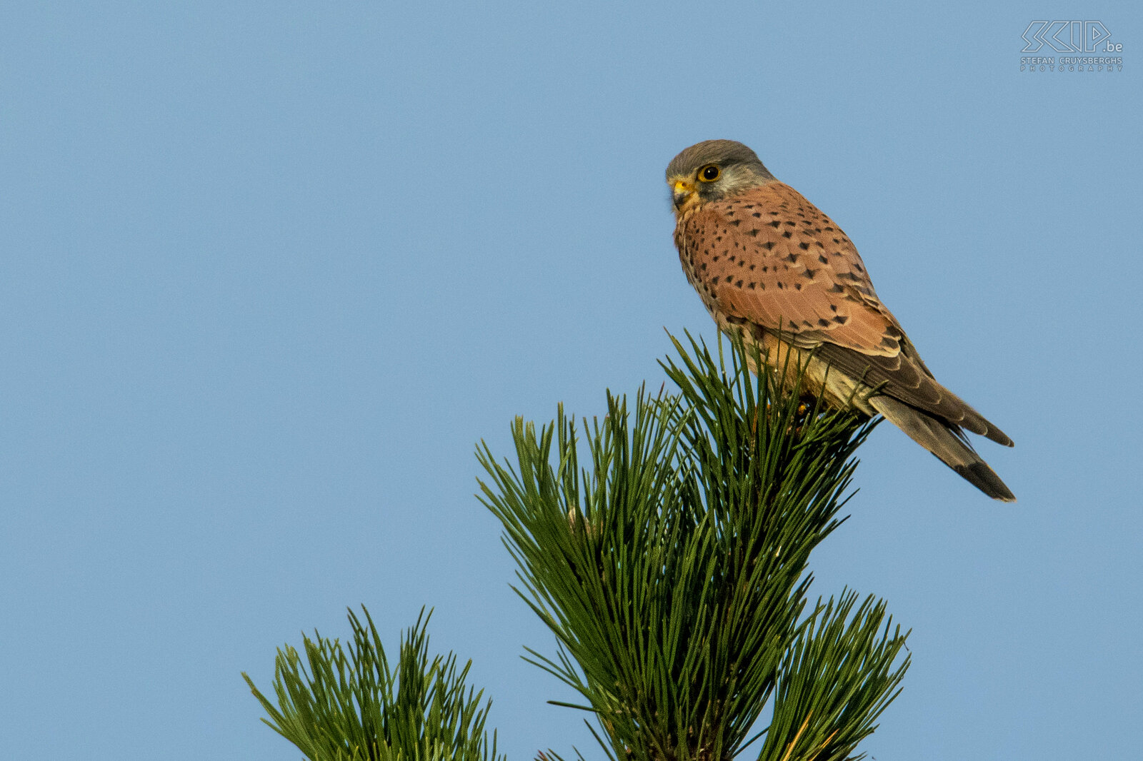 Birds of prey - Kestrel The kestrel (Falco tinnunculus) is a small bird of prey that hunts small mammals such as mice and large insects such as beetles. They live both in areas with open meadows and in forests.  Stefan Cruysberghs